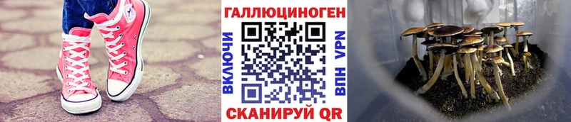 Псилоцибиновые грибы GOLDEN TEACHER цены Вязьма